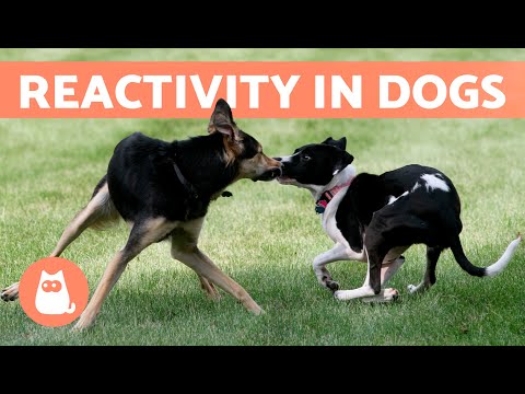 YouTube video about: Why does my dog cry when he sees other dogs?