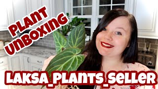 Anthurium Hybrid Plant Unboxing | Laksa Plants Seller | Indonesia