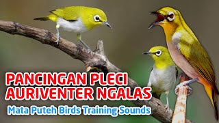 Download lagu Mata Puteh Bird Singing Buka Long to Training Sound mp3 Download lagu Mata Puteh Bird Singing Buka Long to Training Sound mp3
