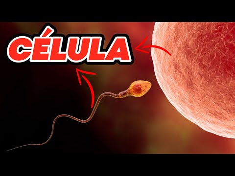 What is a cell? | From a biologist's perspective