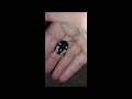 Pet Domino Cockroaches Therea petiverian