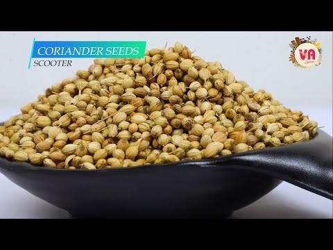 Natural Yellow Scooter Coriander Seed, For Cooking/Selling, Packaging Size: 40 Kg PP Bag
