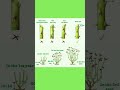 🌹 How to Prune Roses Like a Pro | Perfect Cuts & Yearly Pruning Guide ✂️🌿