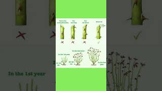 🌹 How to Prune Roses Like a Pro | Perfect Cuts &amp; Yearly Pruning Guide ✂️🌿