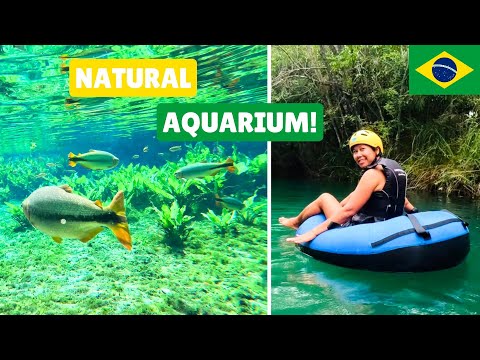 BONITO BRAZIL - Enter A Natural Aquarium! Mato Grosso do Sul