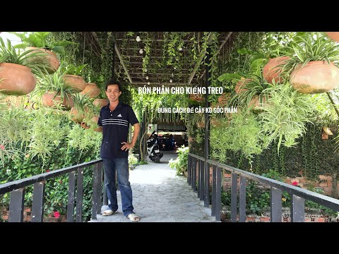 Bón phân gì cho kiểng treo,để cây ko bị sốc