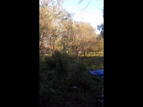 Manik Buluk Live Act "La Huasteca", Monterrey Nuevo Leon Mexico (Part 2) )