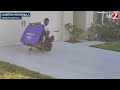 Gator Garbage Can Capture Florida Man Uses Trash Can To Capture Alligator