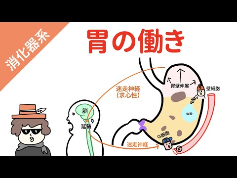 小腸の先天奇形について詳しく解説