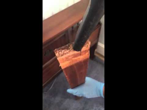 Bed Bugs in Wall, NJ