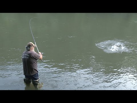 Pecanje na plovak - reka Ibar kod Kraljeva - skobalj, bela riba | Fishing on float