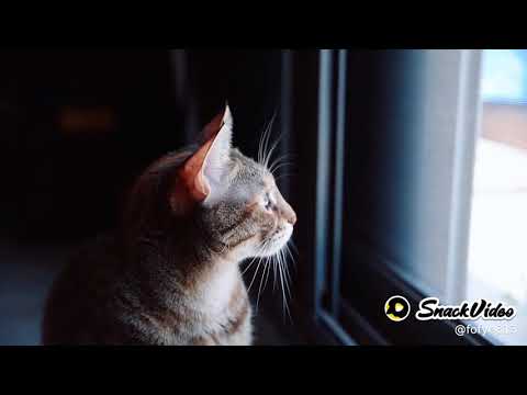 kya bat hai o jeta kya bat hain