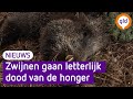 Wilde zwijnen op de Veluwe gaan dood van de honger| Omroep Gelderland