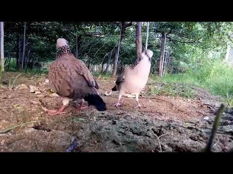 8000+ Gambar Burung Tekukur Gratis 8000+ Gambar Burung Tekukur Gratis
