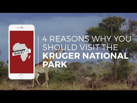 Why should you visit the Kruger National Park? Rhino Africa's Travel Tips