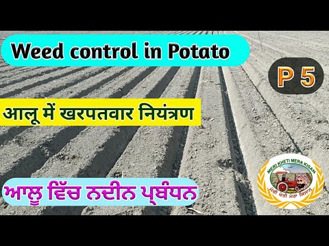 , title : 'Weed Control in Potato (ਆਲੂ ਵਿੱਚ ਨਦੀਨ ਕੰਟਰੋਲ) Shergill Markhai