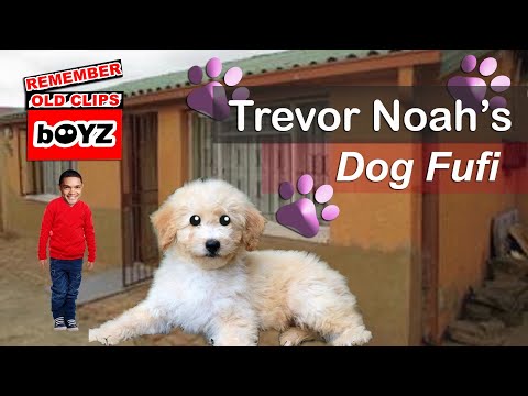 Trevor Noah's Dog Fufi story