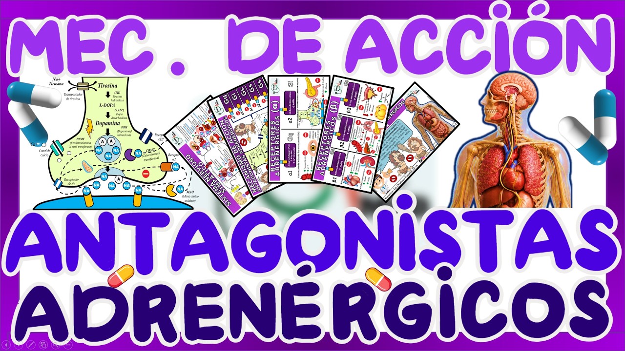 ANTAGONISTAS ADRENÉRGICOS MECANISMO DE ACCIÓN | GuiaMed