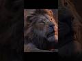 The Lion King Scar S Dark Secret Simba S Fury ️