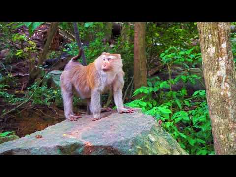 Asian Forest Sounds 🐘 Breath taking Nature bath with Relaxing Music   4k Video HD Beauty  Nature
