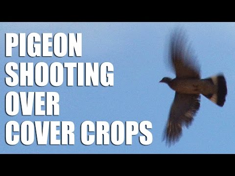 Pigeon Shooting over Cover Crops Pigeon Shooting over Cover Crops