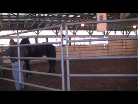 download lagu mp3 mp4 Mounted Police Saddles, download lagu Mounted Police Saddles gratis, unduh video klip Download Mounted Police Saddles Mp3 dan Mp4 Popular Gratis