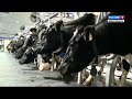  - МолСиб - оборудование для молочных ферм