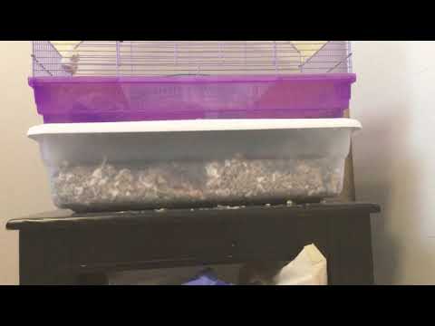 Baily's cage transformation!