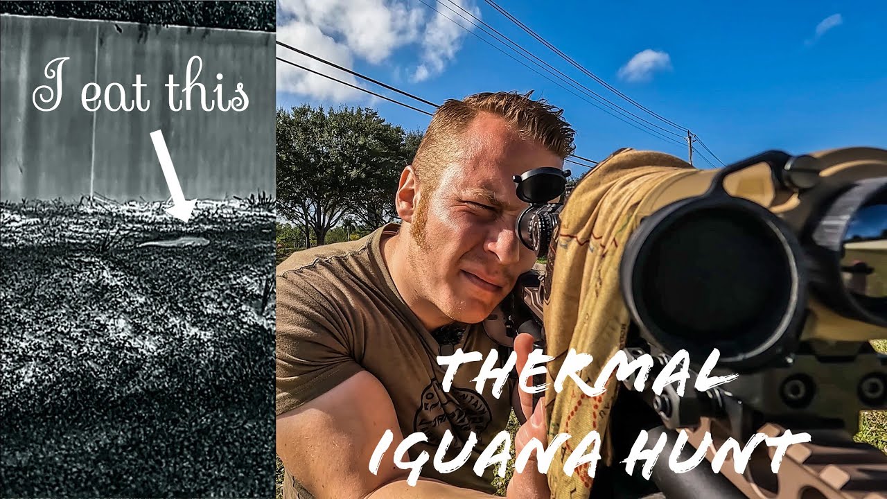 THERMAL Iguana Airgun Hunting Catch Clean Cook | HOW TO EAT AN IGUANA