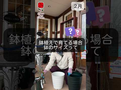 メンテナンスをせずに鉢植えで高さを高める観葉植物はどれですか