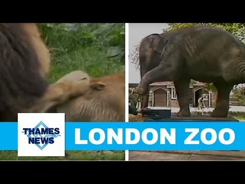 London Zoo Compilation Footage | Thames News