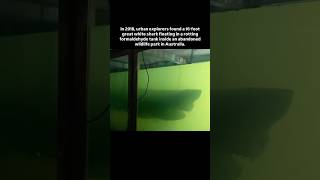 In 2018, urban explorers found a 16-foot great white shark floating in a rotting formaldehyde tank