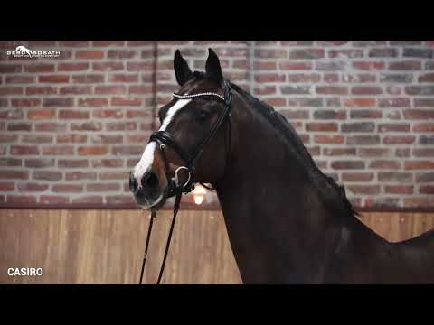 Casiro *2002 von Cassini I x Landgraf I | Sosath Hengstschau 2022