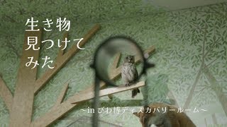 【びわ博の中の人】～ディスカバリールーム～生き物見つけてみた