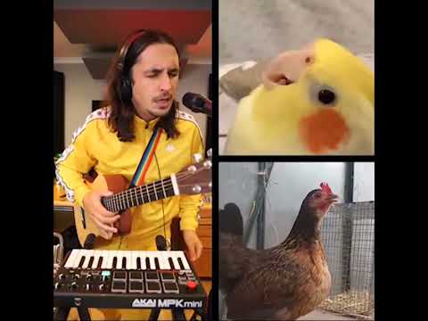 The Kiffness x Ginger the Cockatiel - Kookee Kookee (Bird Mashup)