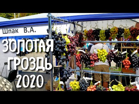 Золотая гроздь Украины 2020. Выставка и наш стенд