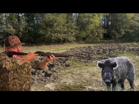 22 Mag vs Wild Hog! Hunting Invasive HOGS in Florida. - Catch Clean Cook -