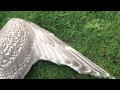 Bird Wing Anatomy - 2