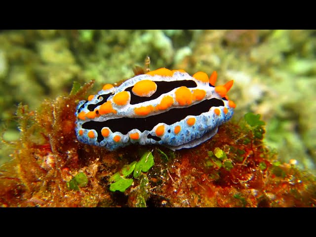 Snorkeling in Indonesia