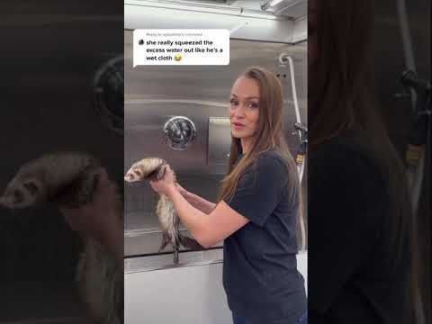 Funny Ferret Video