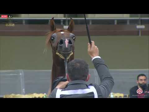N 296 HADER AL SHAQAB   23rd Qatar National Arabian Horse Show   Yearling Colts Class 6B