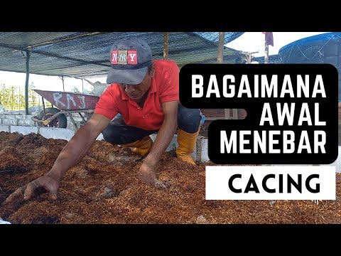 PENEBARAN CACING LAHAN TERPADU
