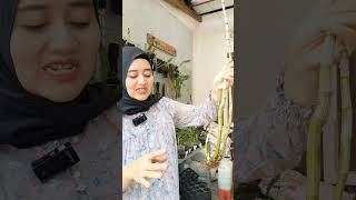 Download lagu Don't Throw Away Bald Orchids, Friends #orchids #baldorchids #dendrobium mp3 Download lagu Don't Throw Away Bald Orchids, Friends #orchids #baldorchids #dendrobium mp3