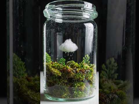 A Whole Rainforest in a Jar—A Living, Breathing World!