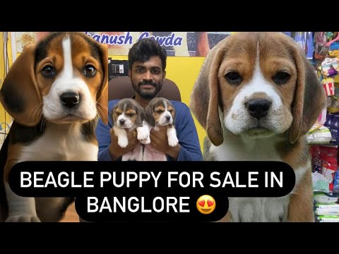 BEAGLE PUPPY FOR SALE IN BANGLORE | DHANUSH GOWDA | 9353268076 #dogs #banglore #puppy #new #trending