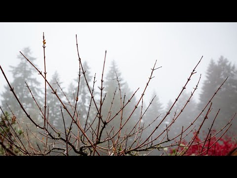 Field-Grown Maple Bonsai Styling | Deciduous Tree Design Techniques