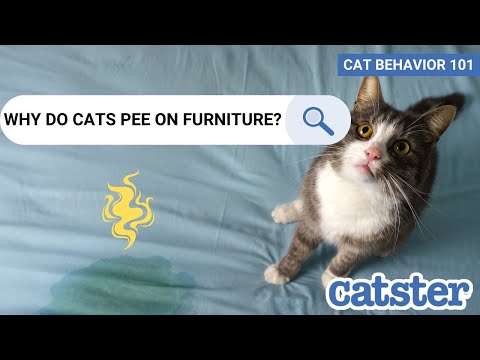 3rd YouTube video about why would a cat pee on you