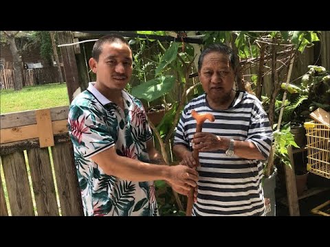 Walking-wooden stick (लैरी )