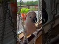A Rare Glimpse Of Barney Playing On The Big Swing