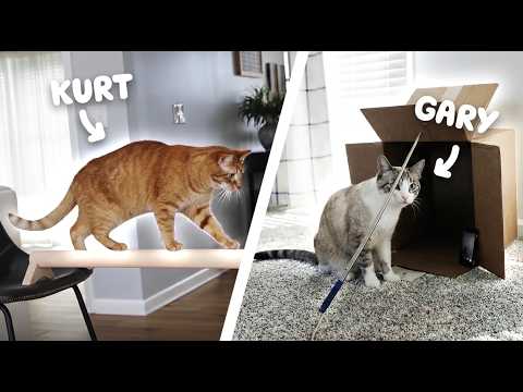 Würden meine verwöhnten Wohnungskatzen in der Außenwelt überleben?